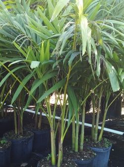 WEEKEND SALE! CHRISTMAS PALM IN 7 GALLONS ABOUT 5' WITH MULTIPLE TRUNK FOR ONLY $30 ONLY A FEW LEFT!