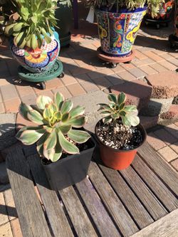 AEONIUM Succulent Plant