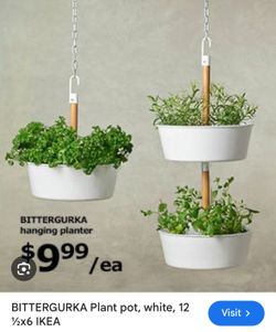 closest money tree Braided Money Tree – Local Delivery in Portland main image 1