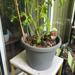 Tomato Plant