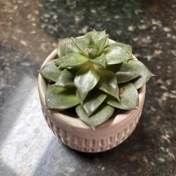 Cute Succulent Plant 