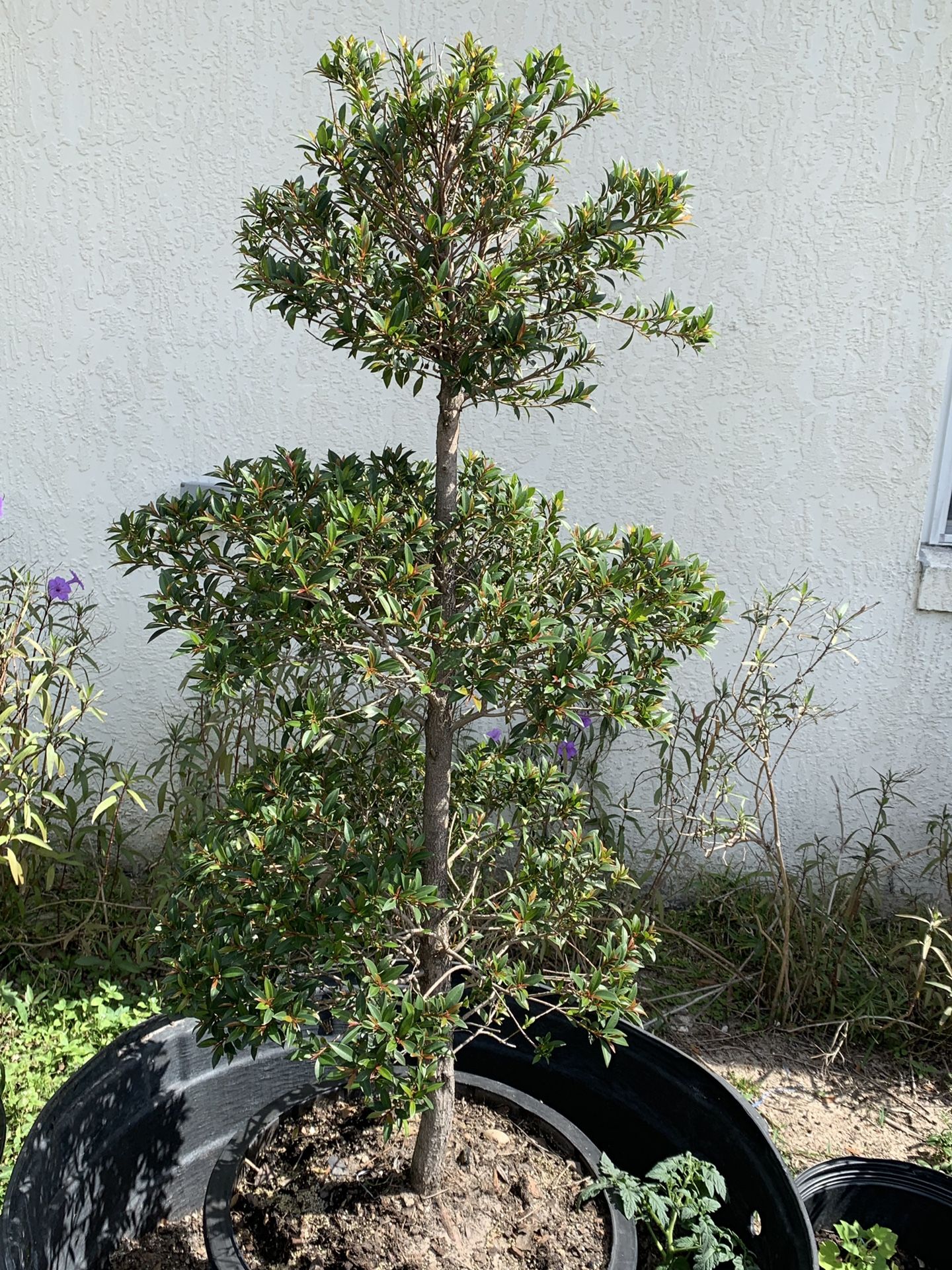 15 Gal 4.5 Feet Looking Healthy Topiary pre shaped $35