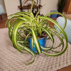 Spider Plants 