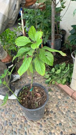 Avocado tree