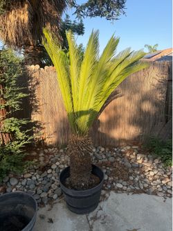 Sago Palm 6 ft