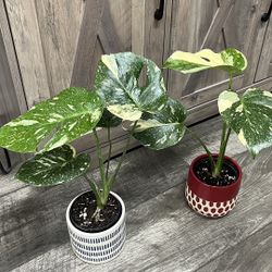 Monstera 'Thai Constellation $30 Each With Ceramic Pot 