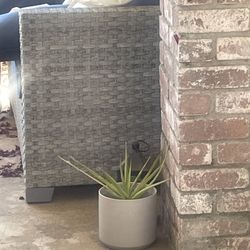 Ceramic Pot With Yucca Small Plant 