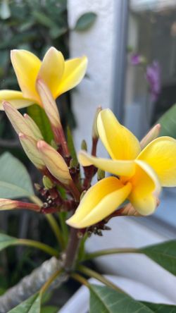 Heidi ‘s  Gold