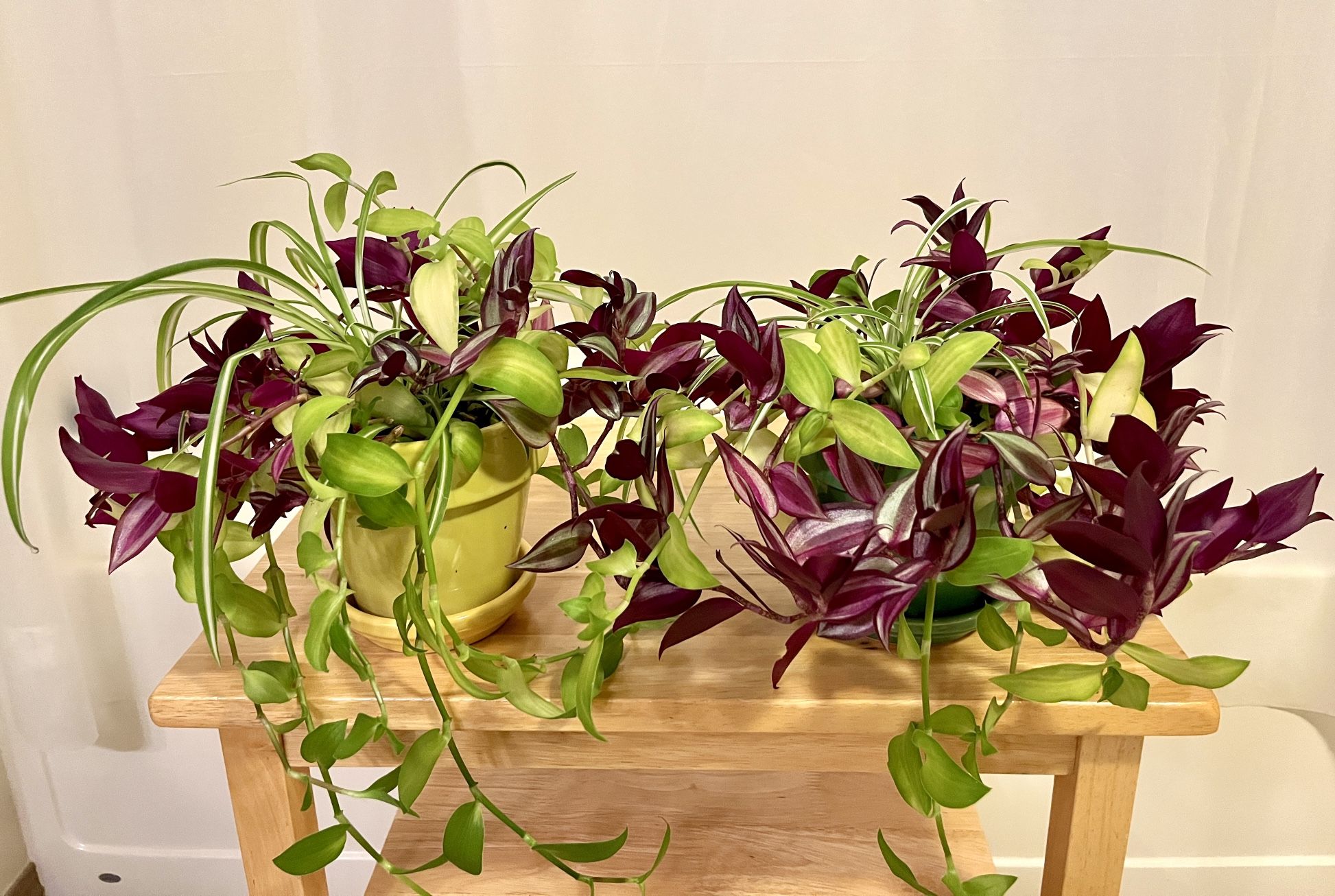 3in1 Plant Arrangement. Sammamish, Beaver Lake 