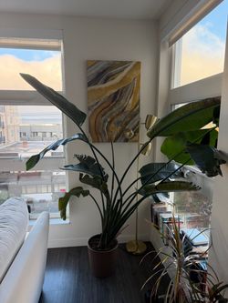Large Bird of Paradise Plant in Pot
