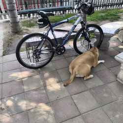 Trek Mountain bike