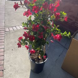 Plant For Garden
