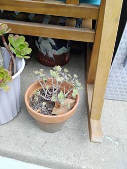 Cactus plant