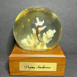 Pigmy Seahorse Vintage display oddity learning aid