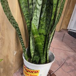 Snake Plant 