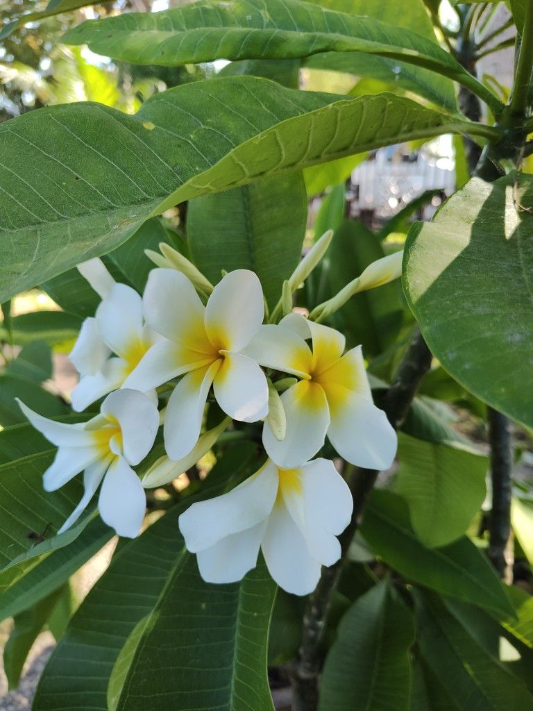 Plumaria /Hawaiana.