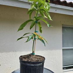 Coconut Cream Grafted Mango 3 Gallon