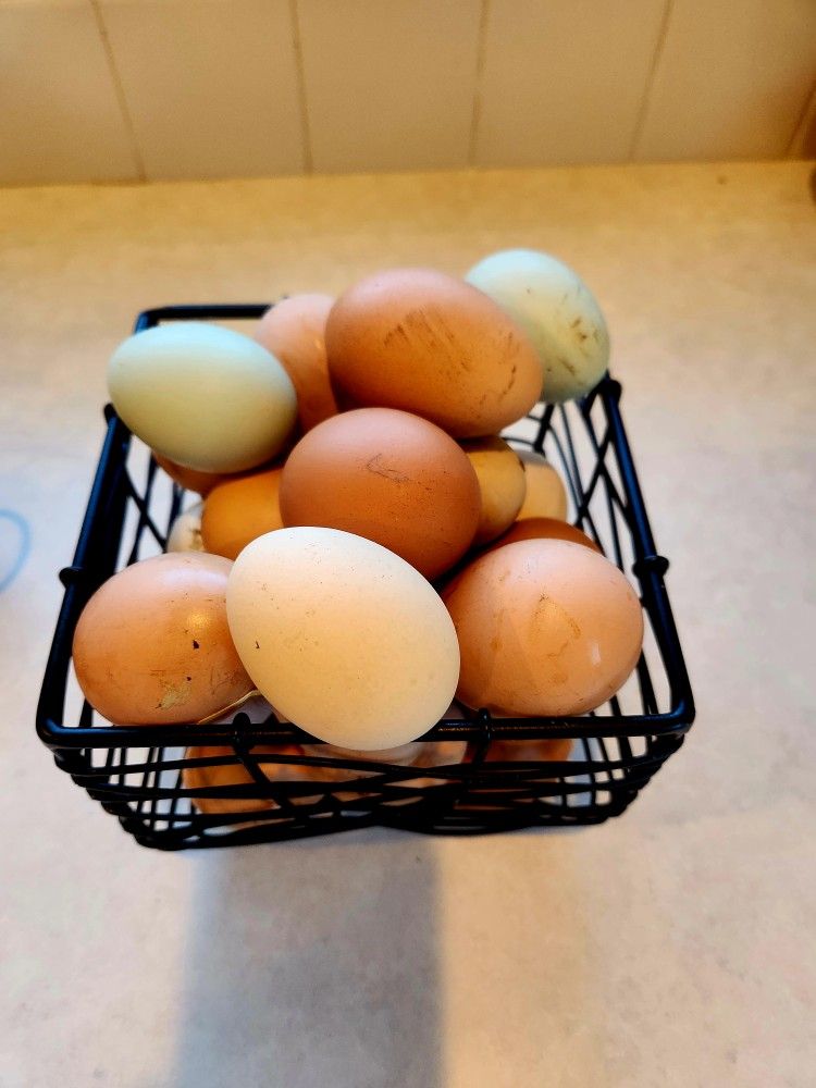 EGGS $6