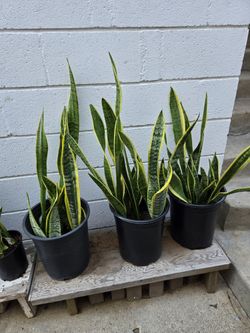 "Snake" Plants 