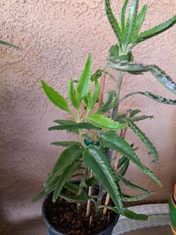 Mala Madre,  O Madre De Mil 