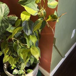 Selling a Healthy Philodendron + 15” Ceramic Pot