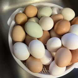 Fresh Eggs 