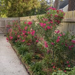 Oleander (Tropical Plant Hardy To Hampton  Roads)