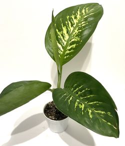 Diffenbachia Tropic Snow