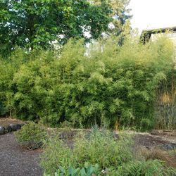 Clumping Bamboo 
