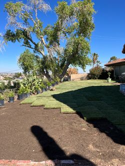 Grass, plants & more‼️‼️
