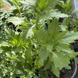 , ruda . Vick plant ,orégano Epazote Cactus 