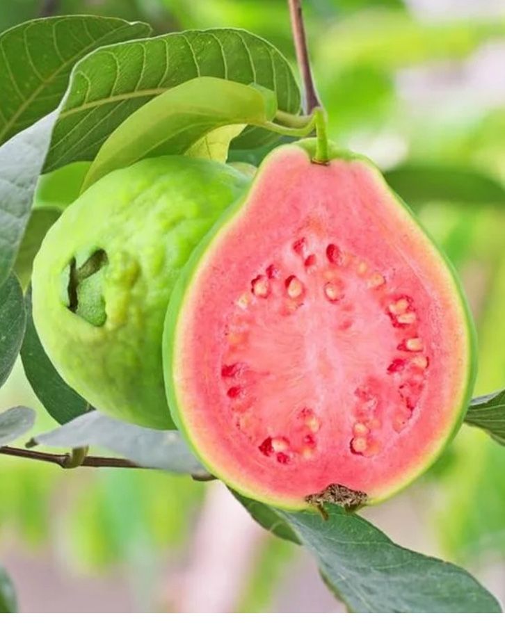 Pink Guava Plants Each One $6