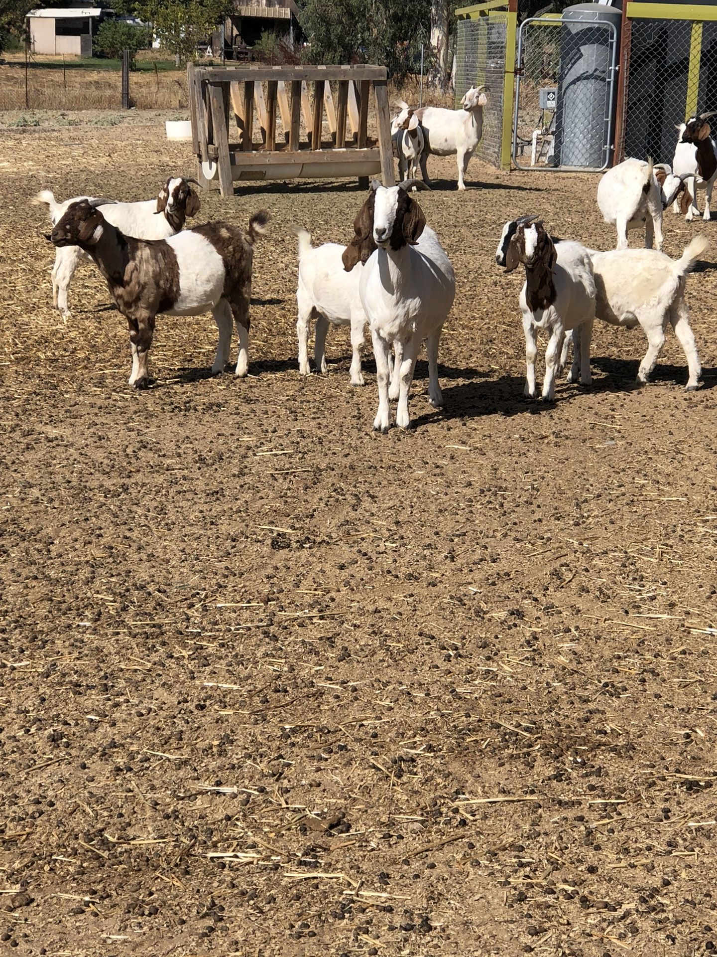 Turkeys and goats for sale