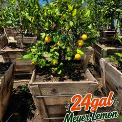 Dwarf Meyer Lemon Tree