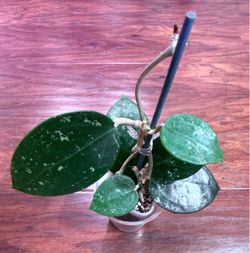 Hoya Parasitica Heartleaf Splash