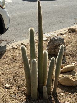 silver torch cactus specimen