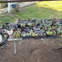 Succulents