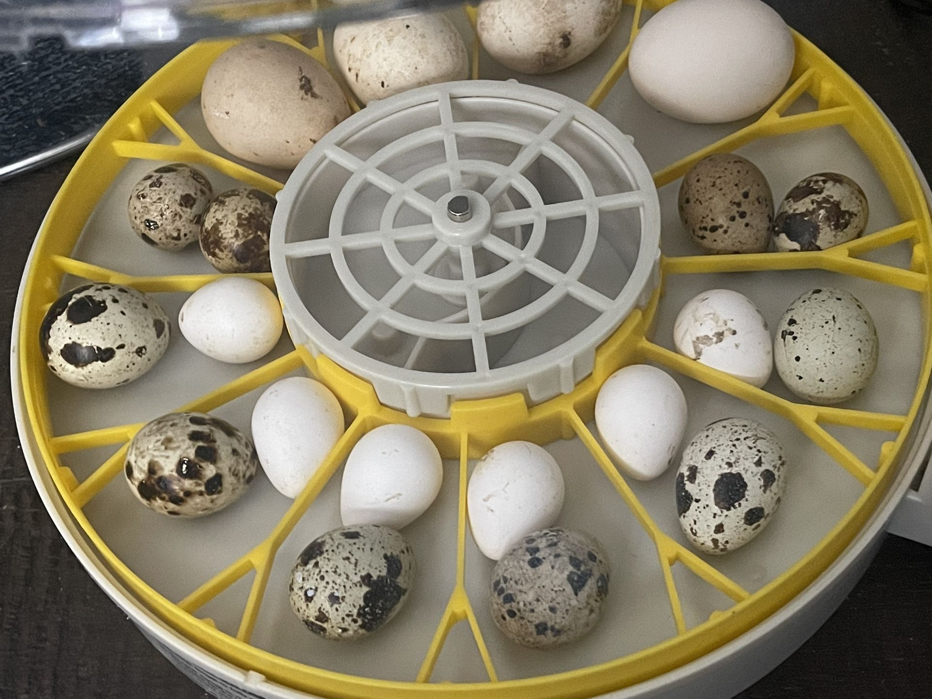 Quails Eggs