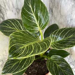 HERMOSAS PLANTAS NATURALES “FILODENDRO CONGO PLANT 