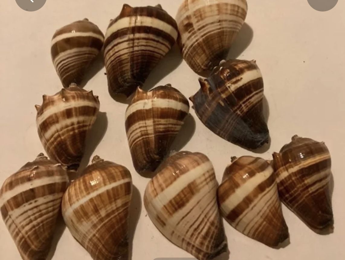 11 Seashells