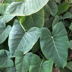 Planta Oreja De Elefante 🐘