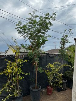 Árbol de Guage grande