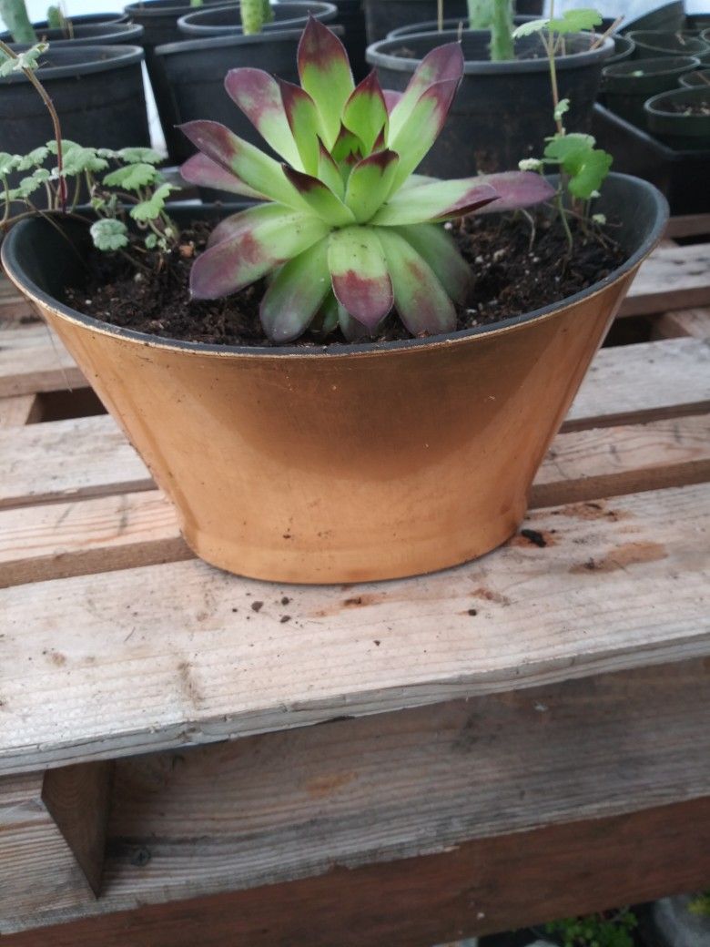 Succulent