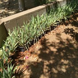 Octopus Agave Plants