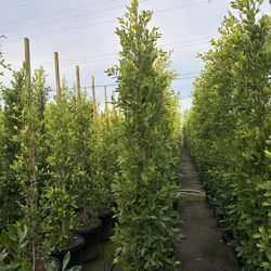 Ficus Nitida Indian Laurel Privacy Hedge 