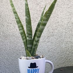 Happy Father’s Day Snake Plant In A Mug.
