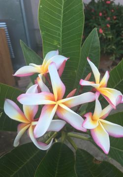 Plumeria