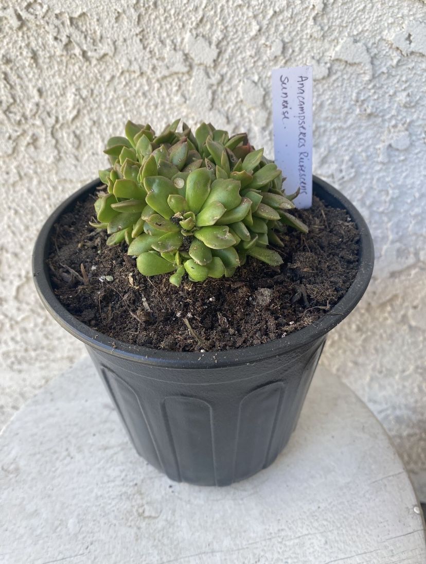 1 Gallon Pot of Succulent Plant - Anacampseros Rufescens - Sunrise Succulent - Rooted & Established Plant - Drought Resistant - 🪴 