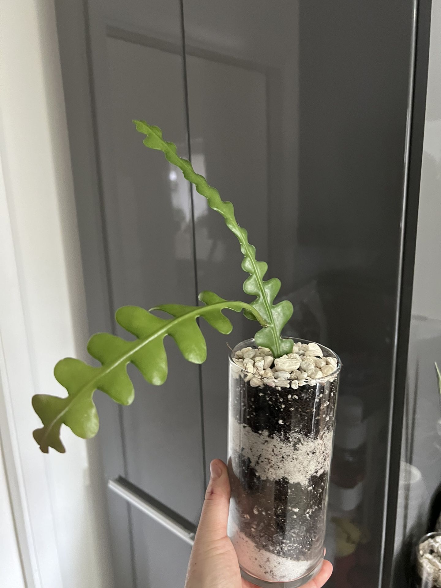 Fish Bone Cactus