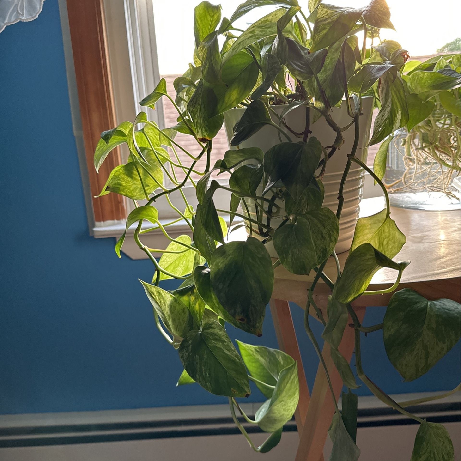 Large Snow Queen Pothos Houseplant